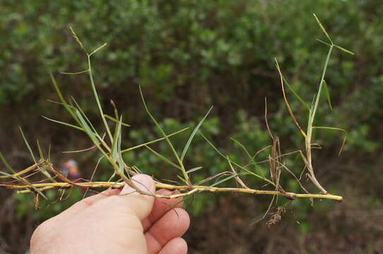 Image of Seashore paspalum