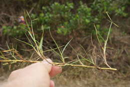 Image of Seashore paspalum