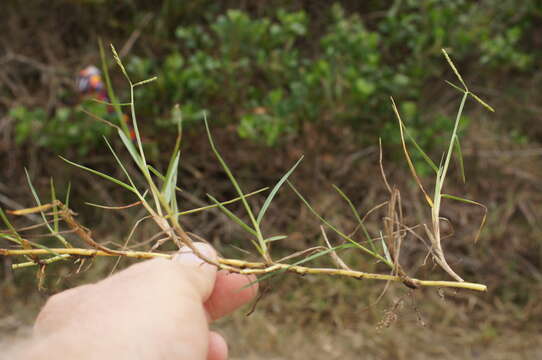 Image of Seashore paspalum