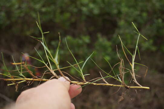 Image of Seashore paspalum