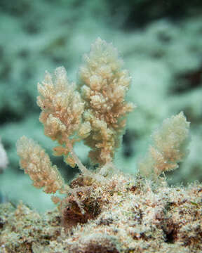 Image of Red asparagus algae