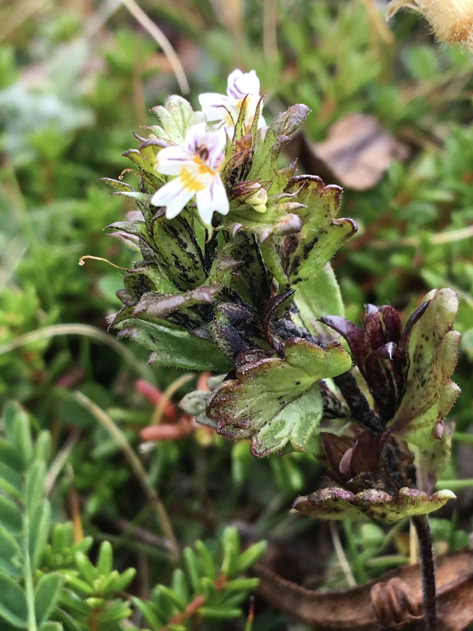 Image of upland eyebright