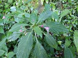 Image of Impatiens devolii T. C. Huang