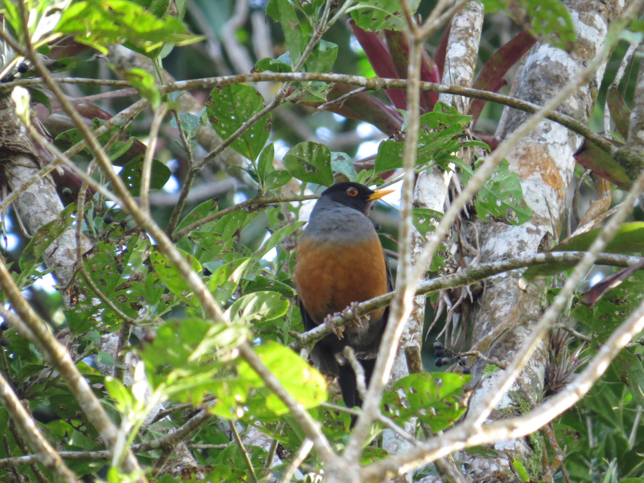 Image of Chestnut-bellied Thrush