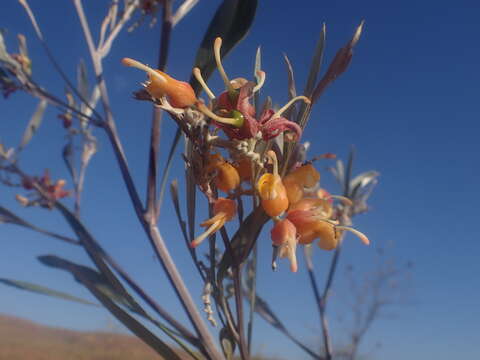 Image of Grevillea refracta R. Br.