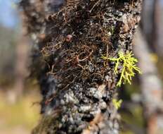 Image of Nodobryoria abbreviata (Müll. Arg.) Common & Brodo