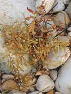 Слика од Sargassum natans