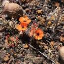 Drosera sewelliae Diels resmi