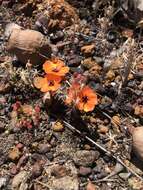 Image of Drosera sewelliae Diels