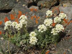 Image of alpine smelowskia