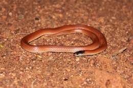 Image of Hooded Snake