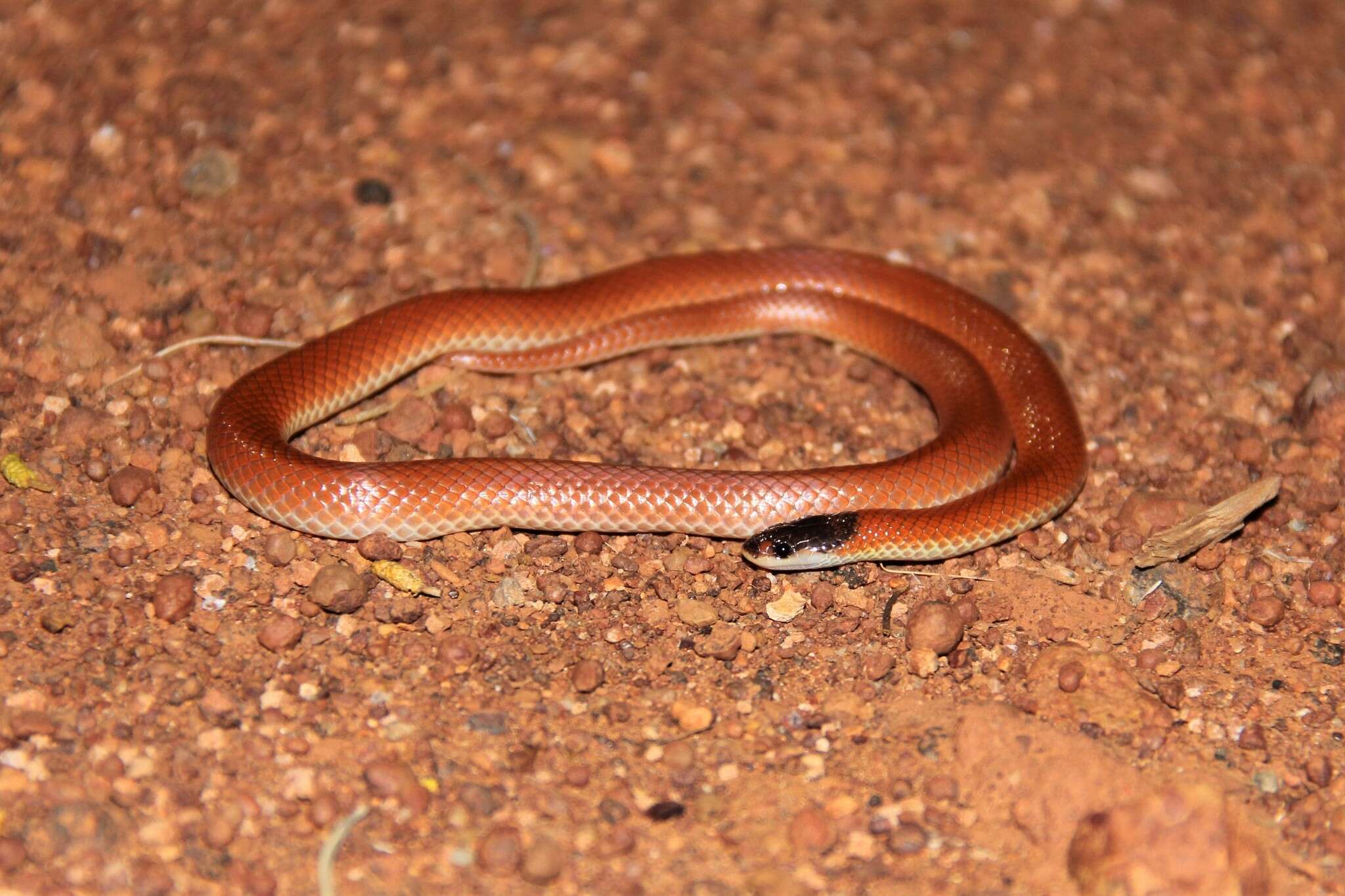 Image of Hooded Snake