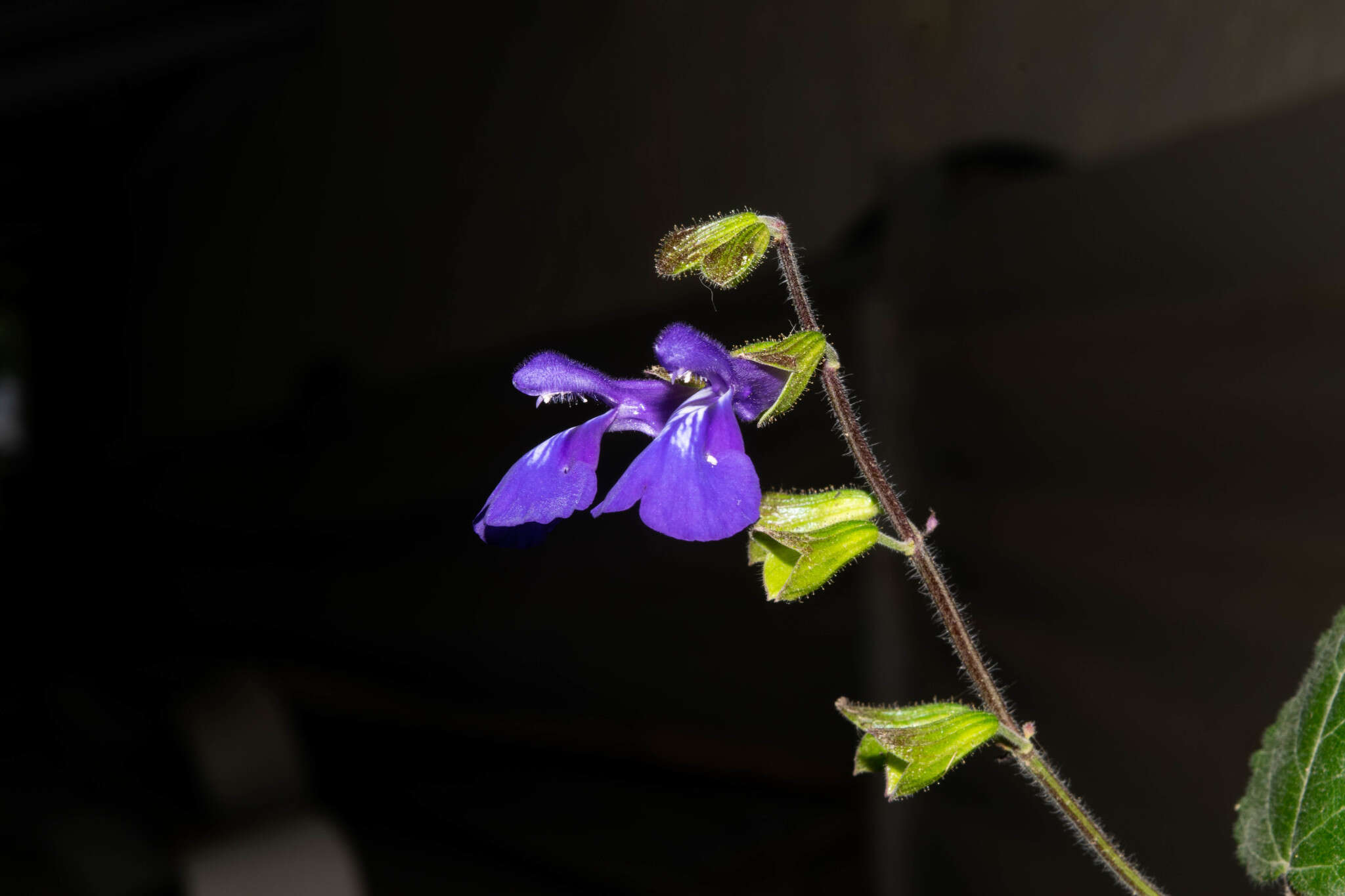 Image of Salvia xolocotzii Bedolla & Zamudio