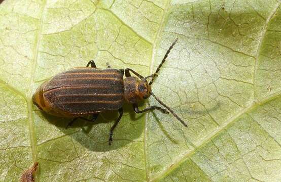 Image of Skeletonizing leaf beetle