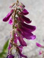 Image of Hedysarum hedysaroides subsp. hedysaroides