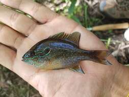 Image of Dollar Sunfish