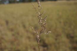 Image de Poa sieberiana Spreng.