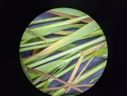 Imagem de Eragrostis pectinacea (Michx.) Nees