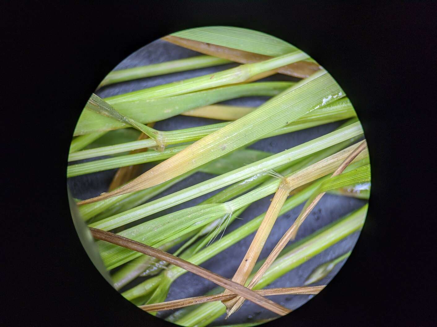 Imagem de Eragrostis pectinacea (Michx.) Nees