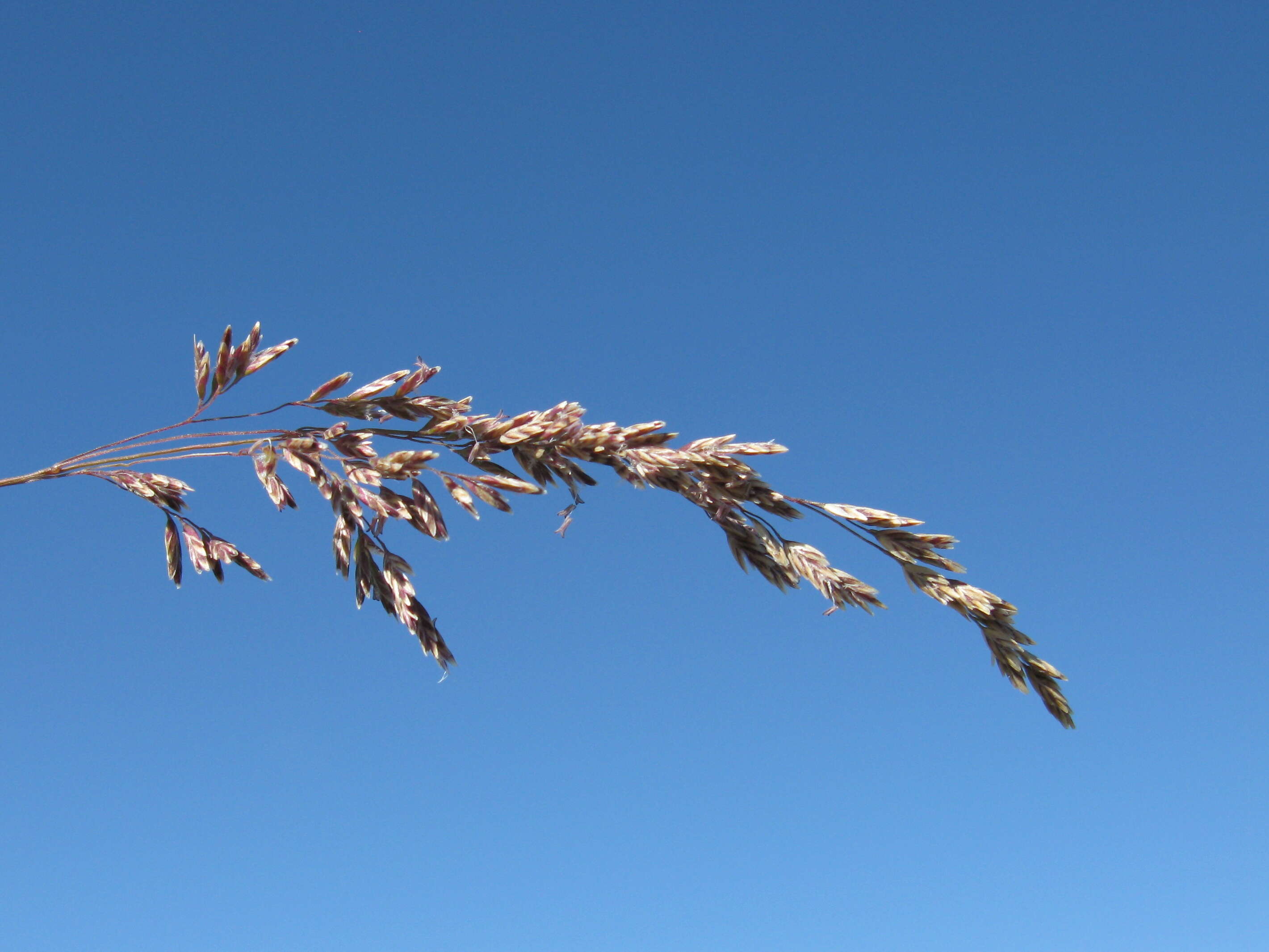 Image de Poa sieberiana Spreng.