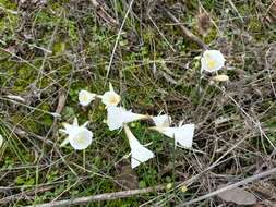 Image of Narcissus cantabricus DC.