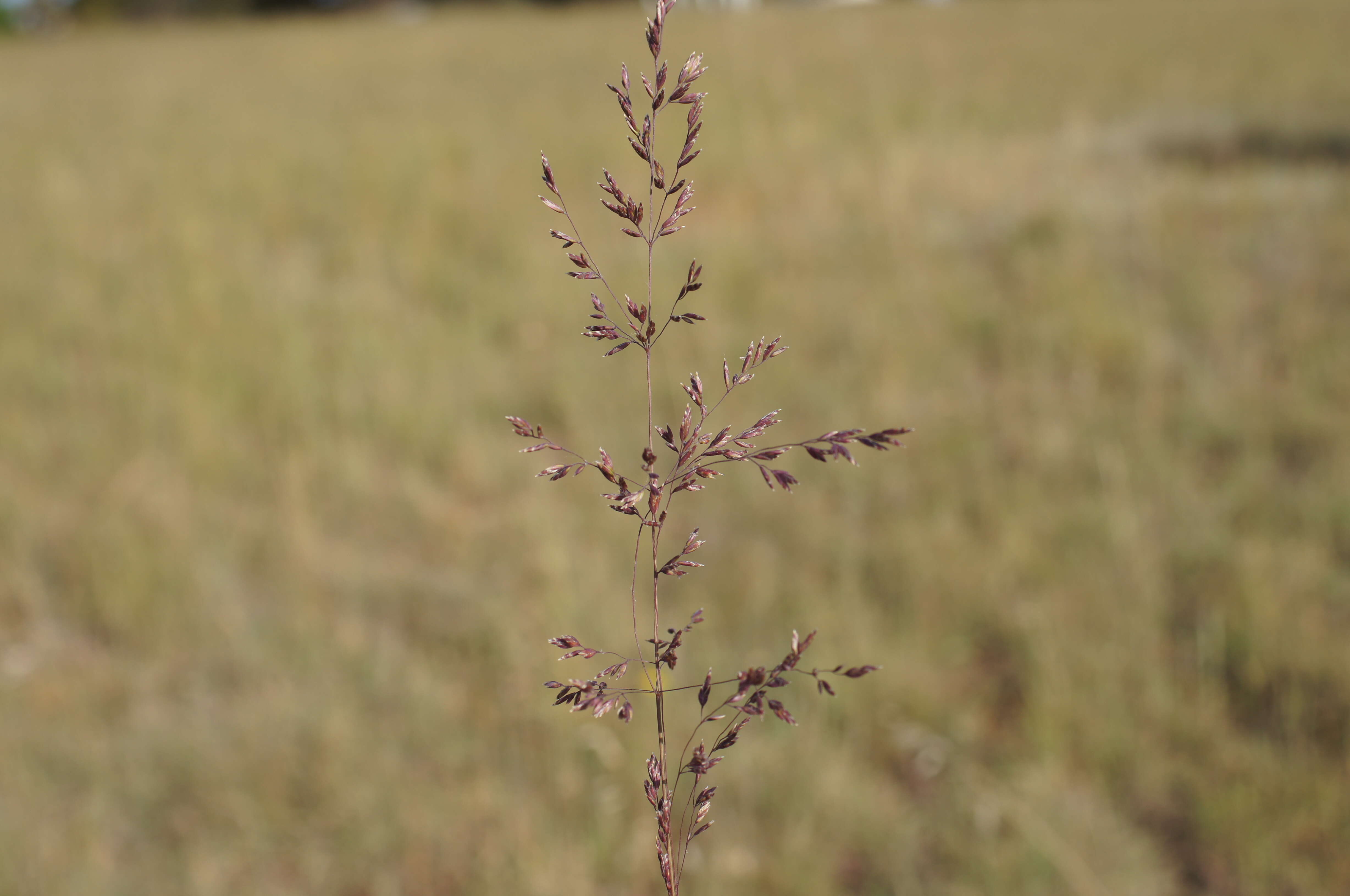 Image de Poa sieberiana Spreng.