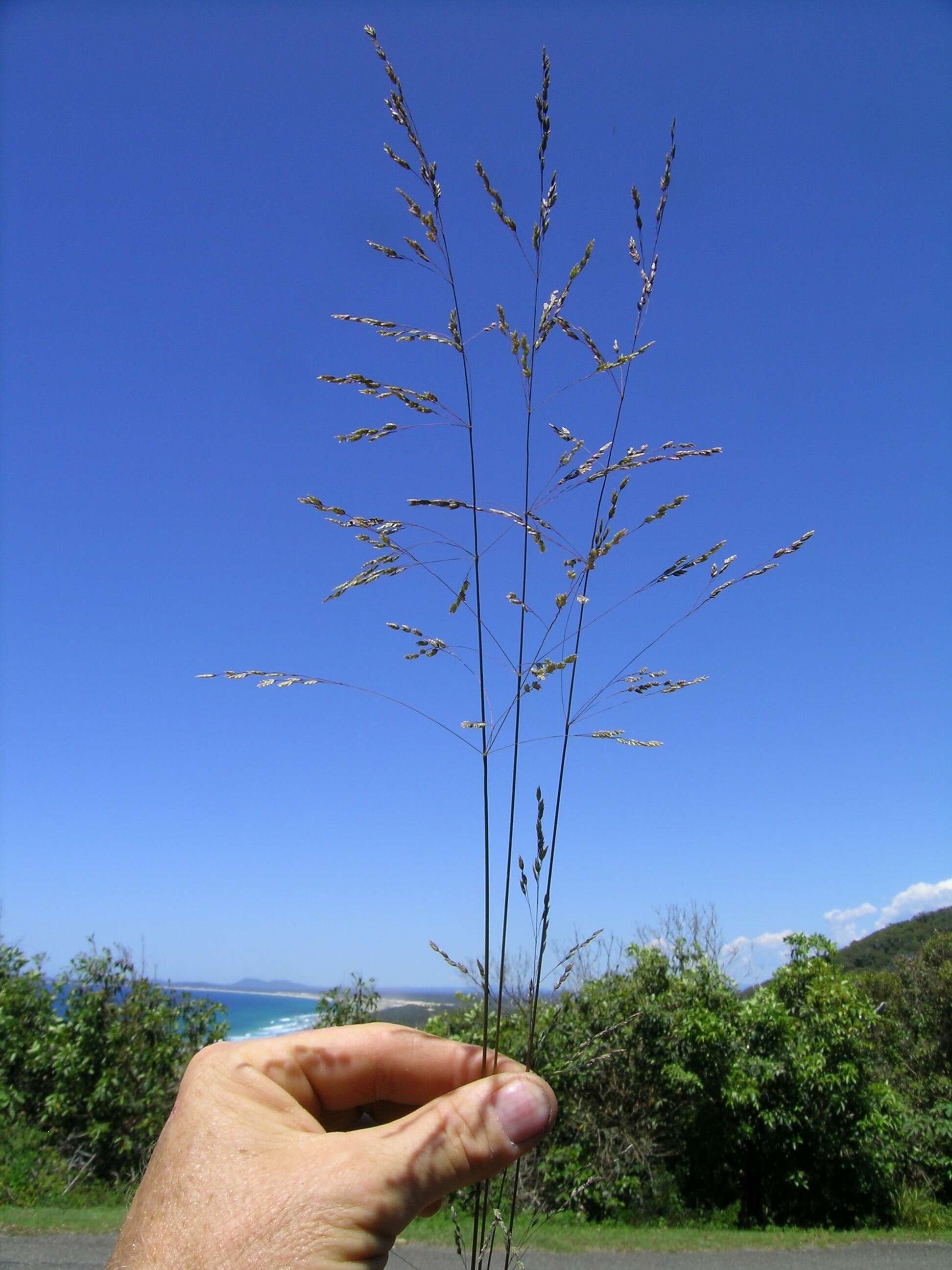 Image de Poa sieberiana Spreng.