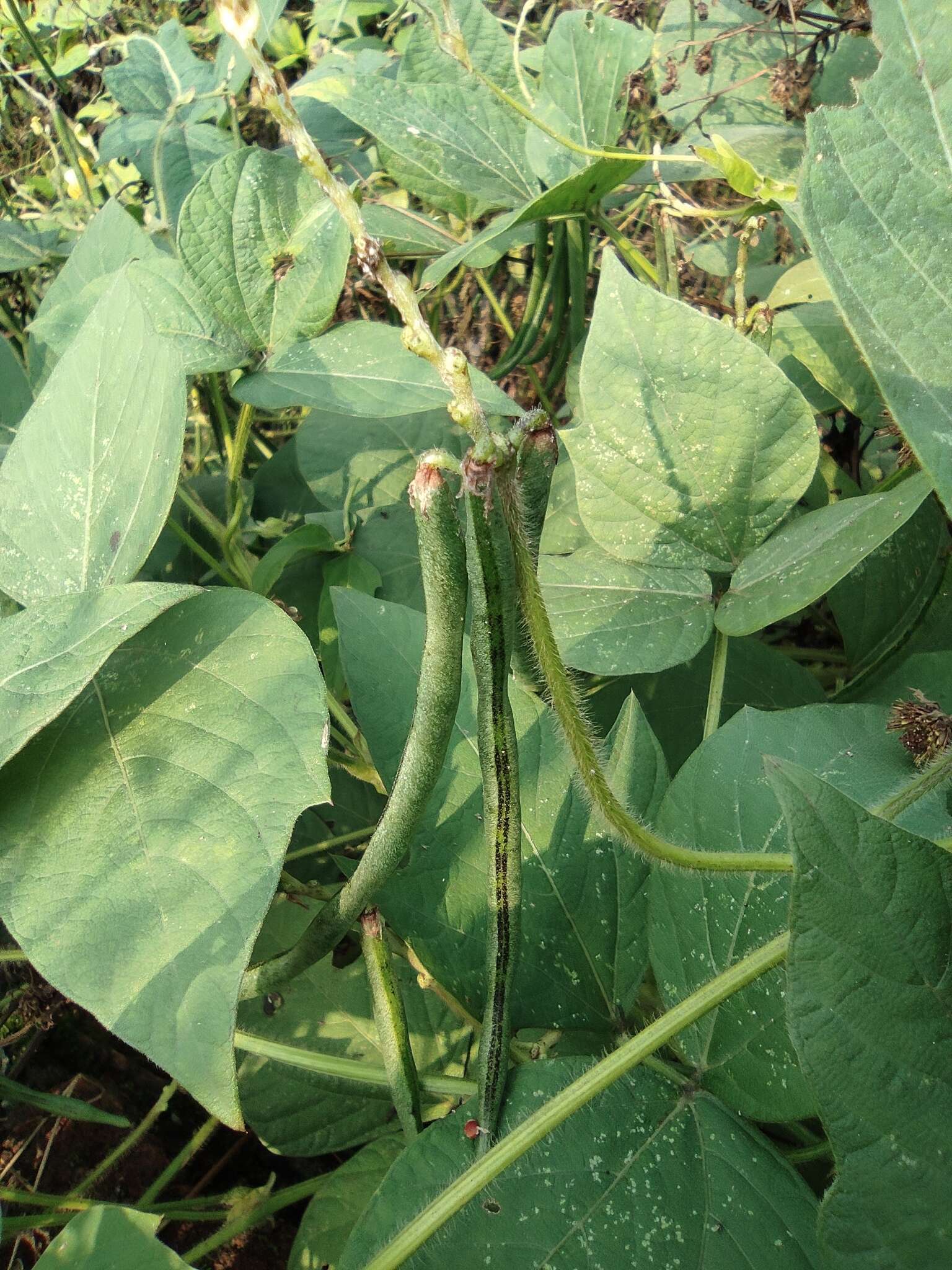 Image of rice bean