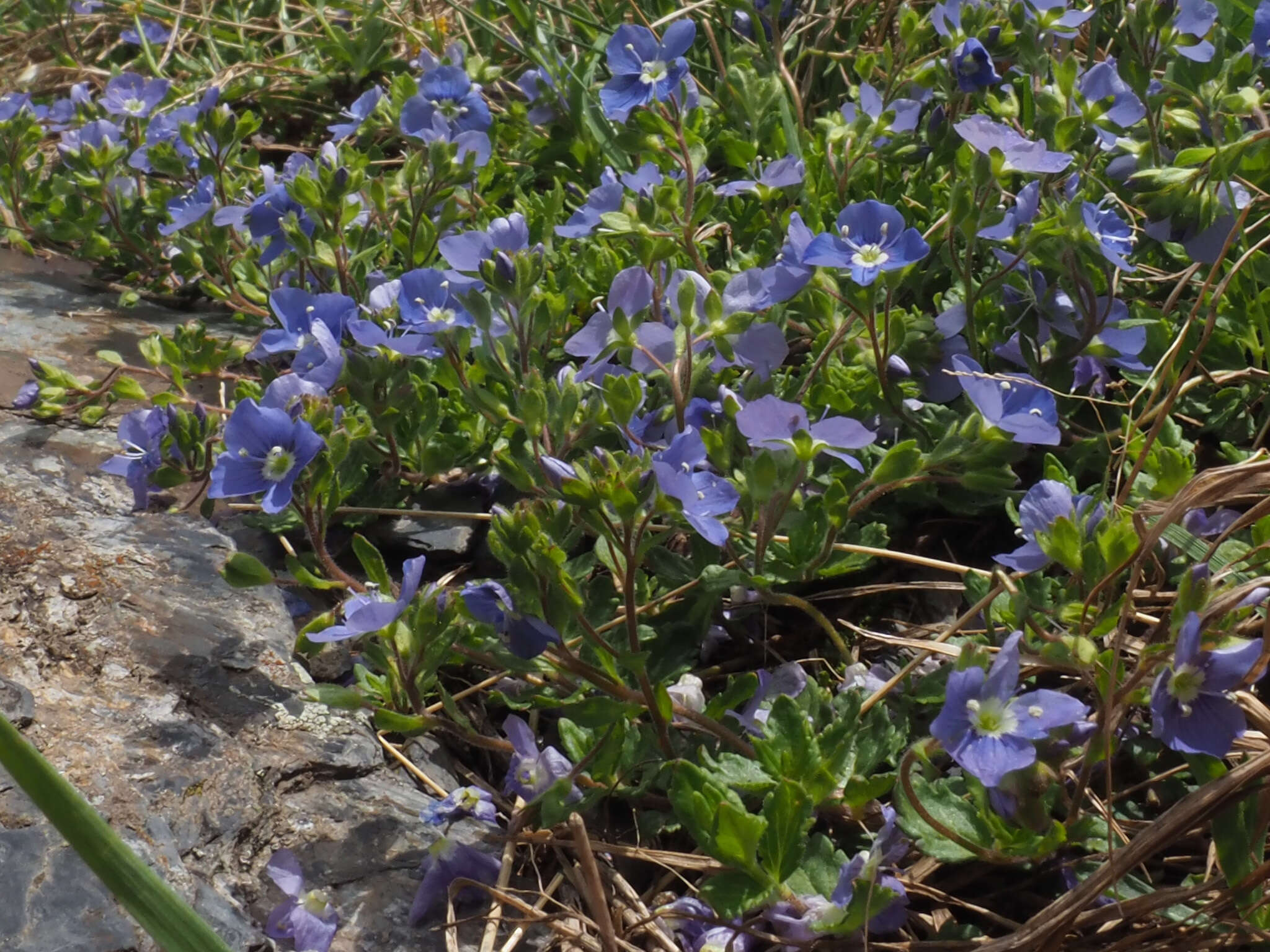 Image of Veronica petraea (Bieb.) Stev.