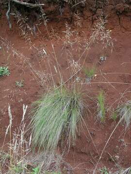 Image de Poa sieberiana Spreng.