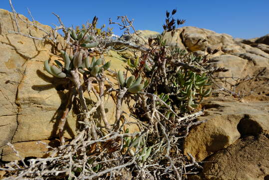 Image of Tylecodon fragilis (Dyer) H. Tölken