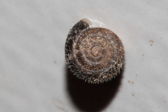 Image of Hairy Snail