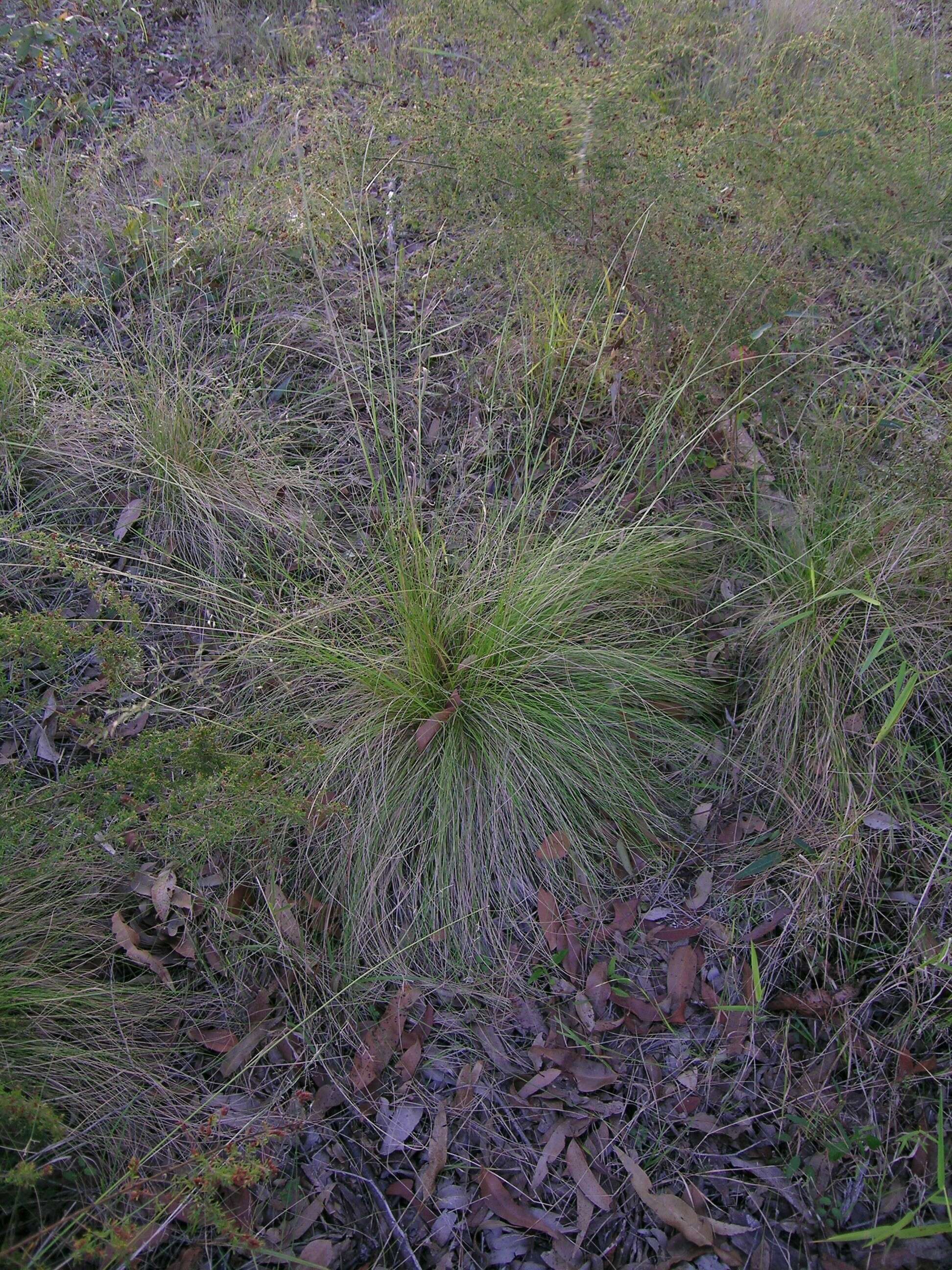 Image de Poa sieberiana Spreng.