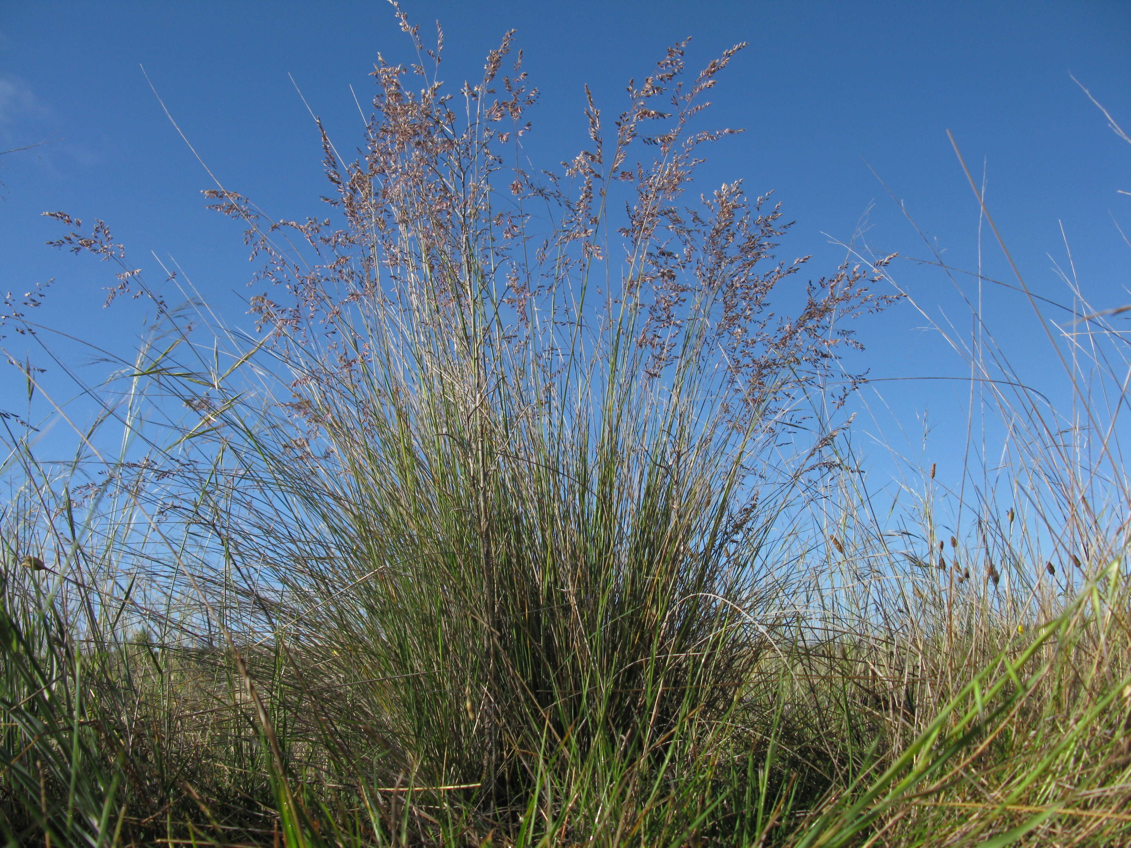 Image de Poa sieberiana Spreng.