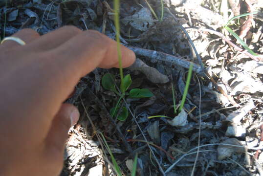 Image of Kotzebue's Grass-of-Parnassus