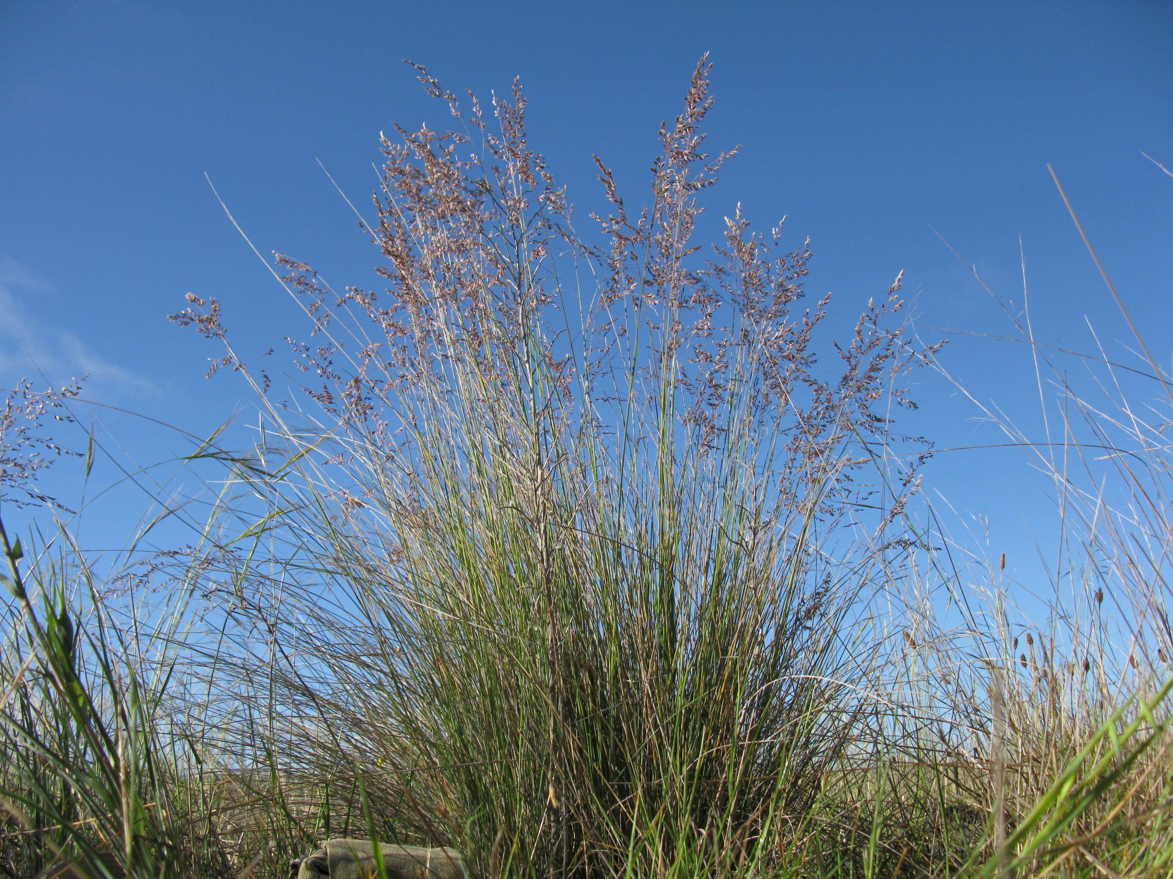 Image de Poa sieberiana Spreng.