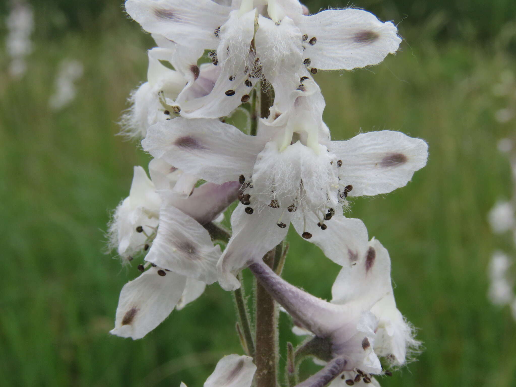 Delphinium carolinianum subsp. virescens (Nutt.) R. E. Brooks的圖片