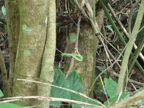 Image of Chen’s Bamboo pitviper