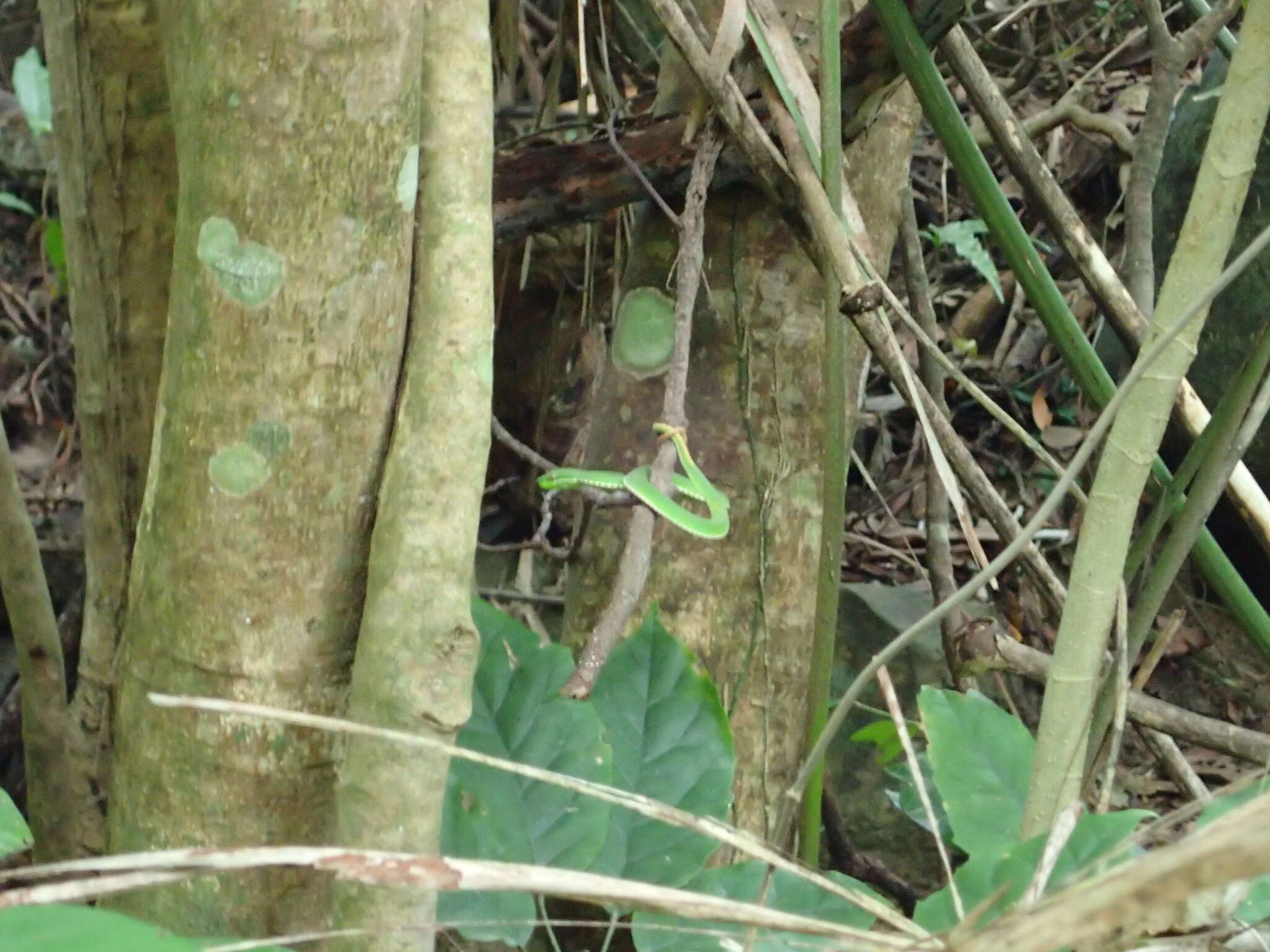 صورة Trimeresurus stejnegeri K. P. Schmidt 1925