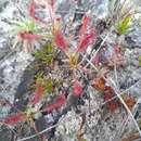 Image de Drosera chrysolepis Taub.