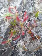 Image of Drosera chrysolepis Taub.