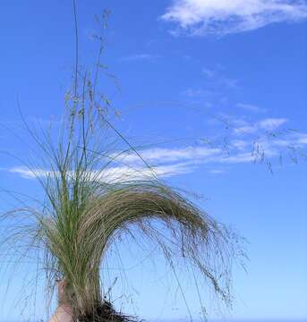 Image de Poa sieberiana Spreng.