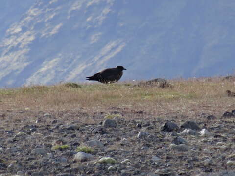 Plancia ëd Stercorarius skua (Brünnich 1764)