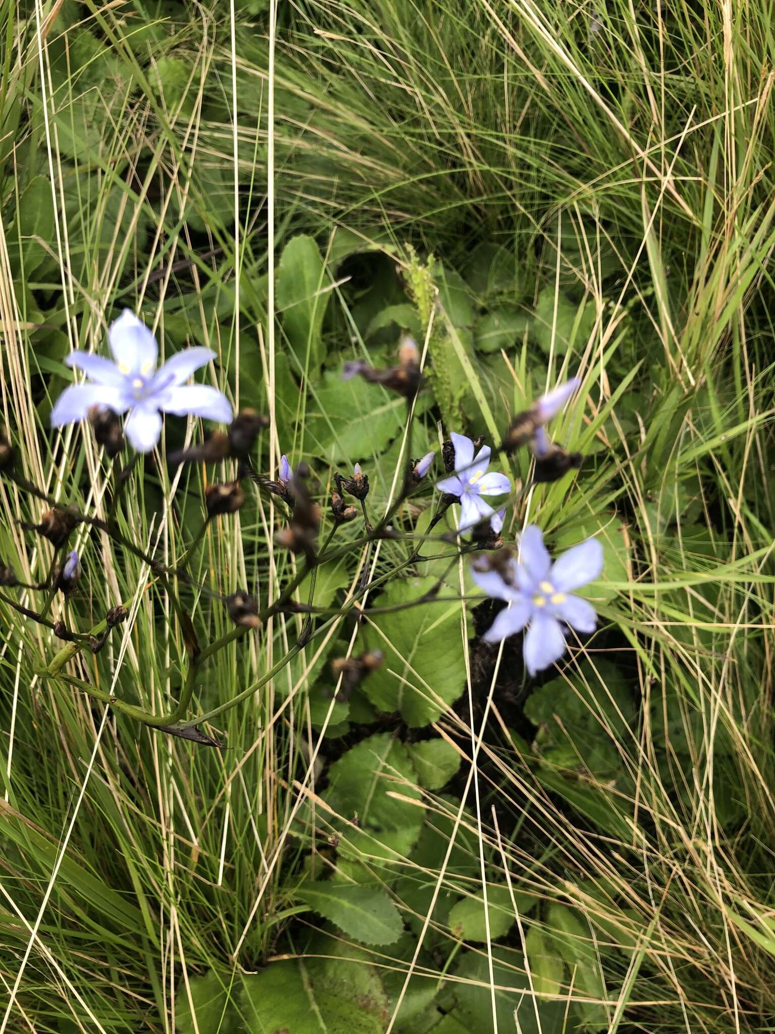 Image of Aristea angolensis Baker