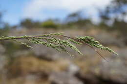 Image de Poa sieberiana Spreng.