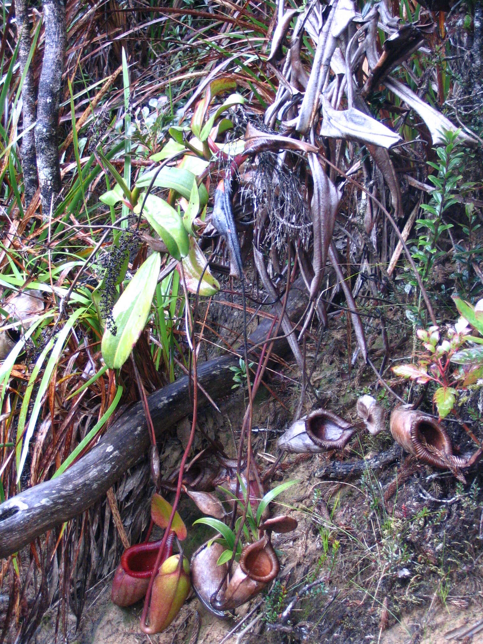 Image of Nepenthes kinabaluensis Sh. Kurata