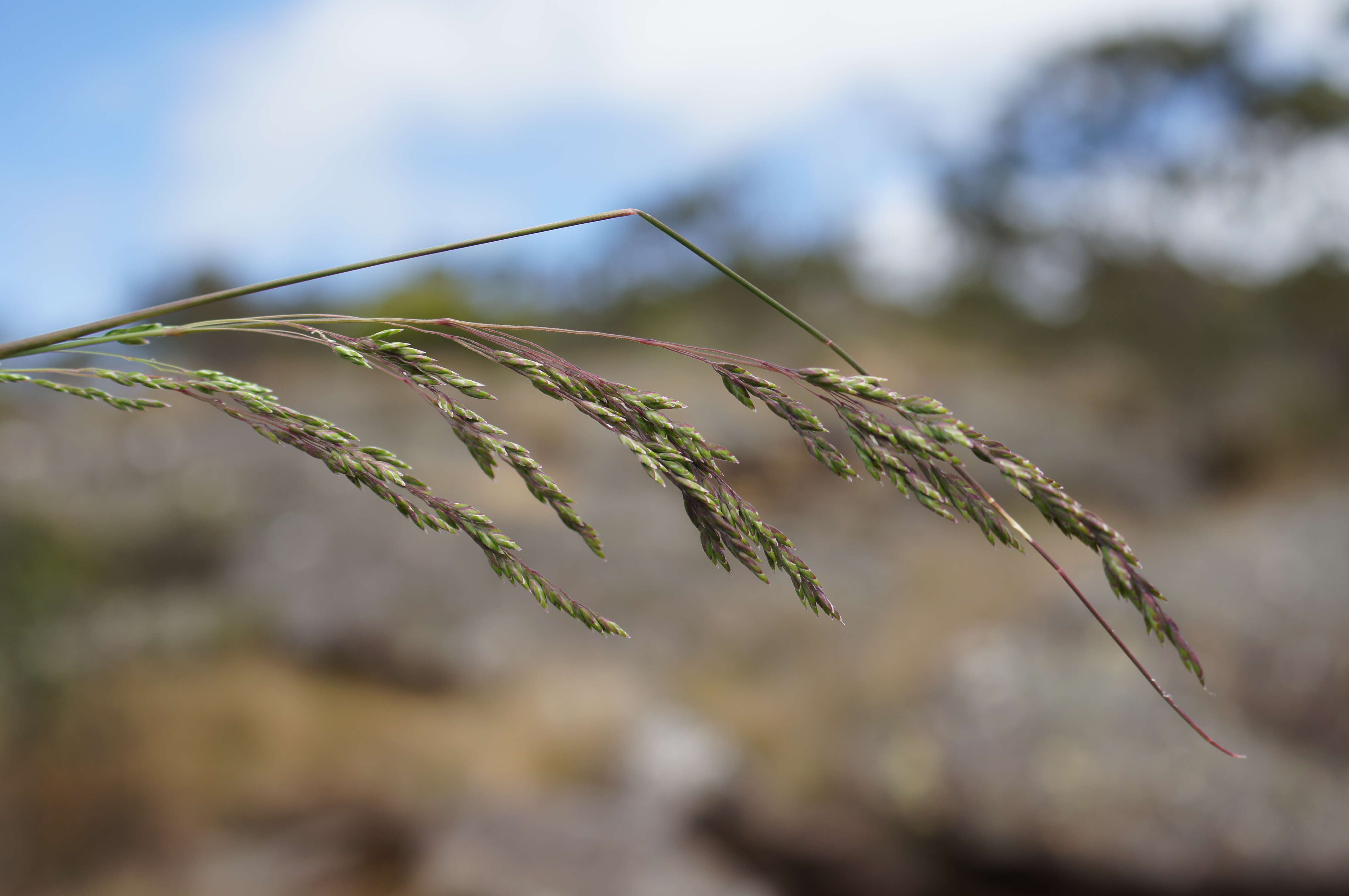 Image de Poa sieberiana Spreng.