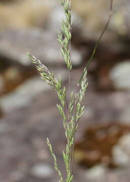 Image de Poa sieberiana Spreng.