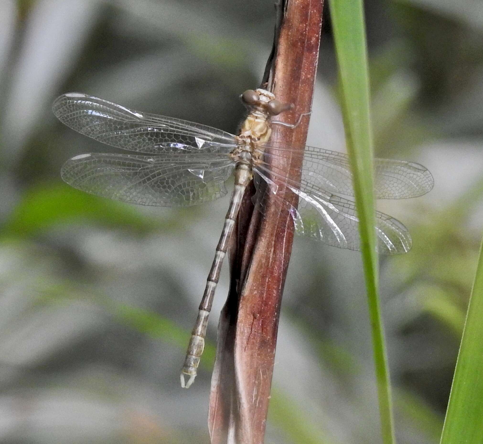 Image of Hemigomphus comitatus (Tillyard 1909)