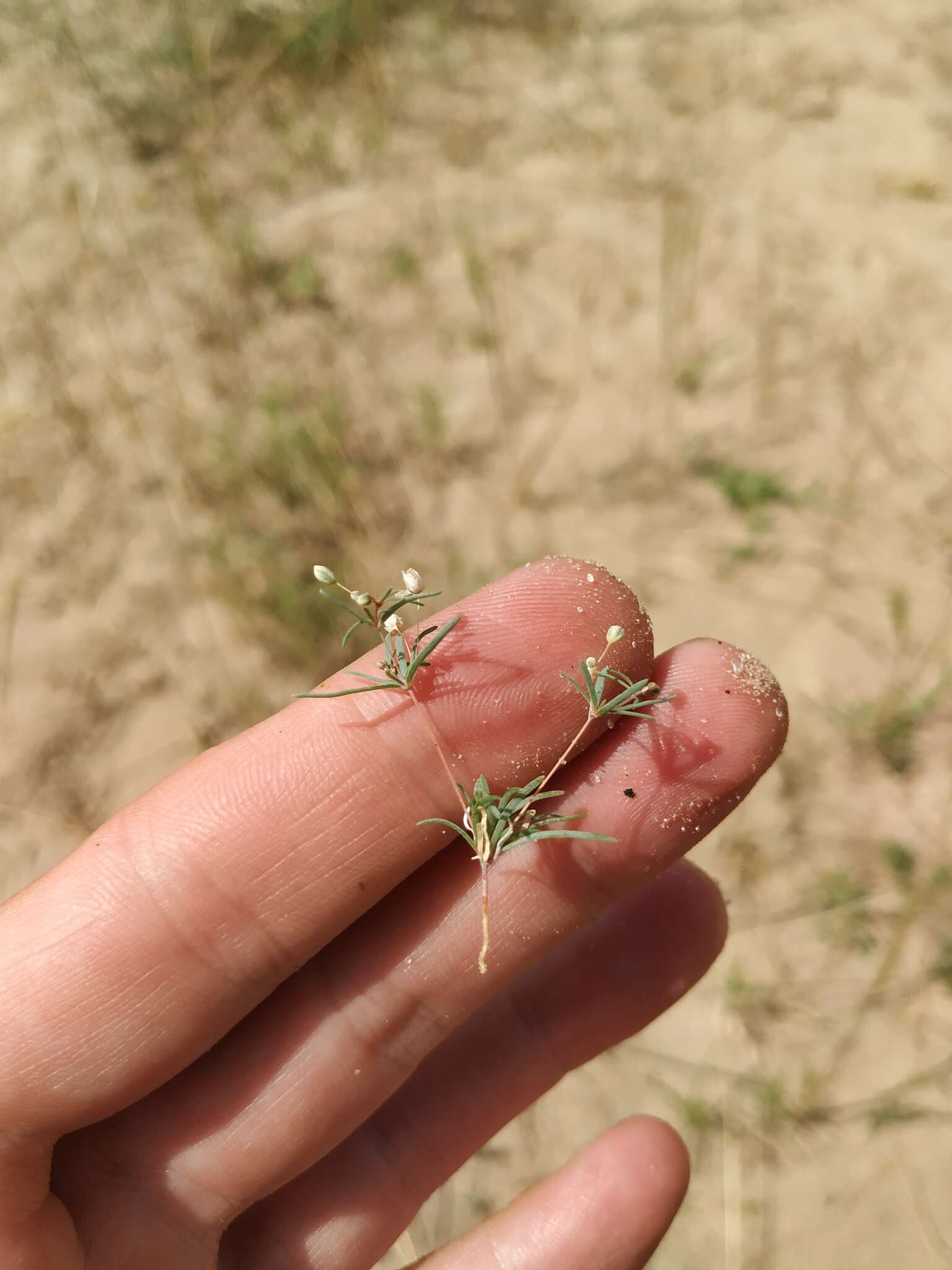 Image of Thread-Stem Carpetweed